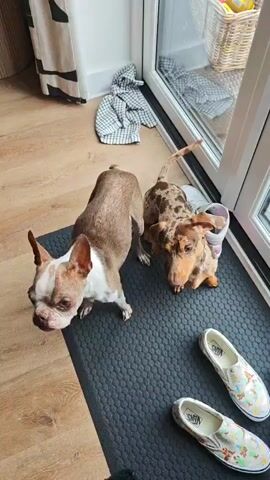 Two dogs, a brown and white Boston Terrier and a merle Dachshund mix, are standing on a dark grey mat in front of a sliding glass door. The Boston Terrier is on the left, looking up at the camera. The Dachshund mix is on the right, also looking towards the camera, with one ear flopped forward and the other back. A white sneaker with a floral pattern is on the mat to the right of the dogs. Another white sneaker with a floral pattern is visible on the floor to the right of the mat. The floor is light-colored wood. In the background, a checkered blanket is draped over a white object, and a wicker basket with yellow items is visible through the glass door. The lighting suggests it's daytime. The dogs appear alert and expectant. "Vans" is visible on the side of both sneakers.