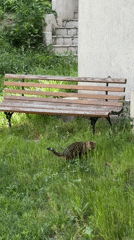 Cat spotted in grassy area amid Belgrade buildings