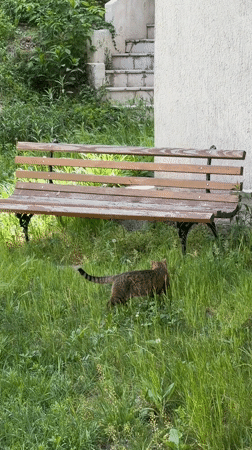 Cat spotted in grassy area amid Belgrade buildings