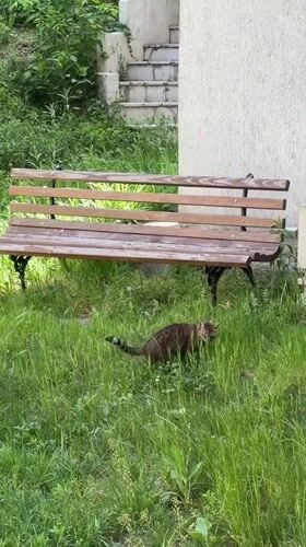 Cat spotted in grassy area amid Belgrade buildings