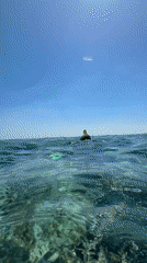 Snorkeler explores shallow rocky waters near Indonesia