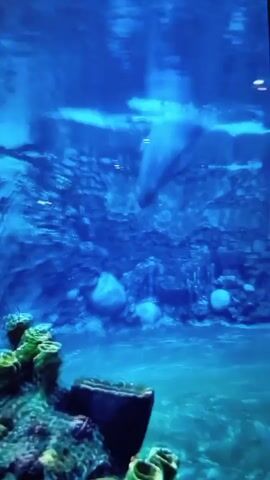The video shows a dolphin swimming in a tank. The dolphin is gray and streamlined. The water is blue and clear, and there are rocks and coral on the bottom of the tank. There's some sort of artificial greenery on the left.
