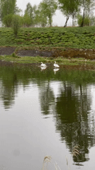 Two swans rest on pond in Belarus morning