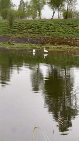 Two swans rest on pond in Belarus morning