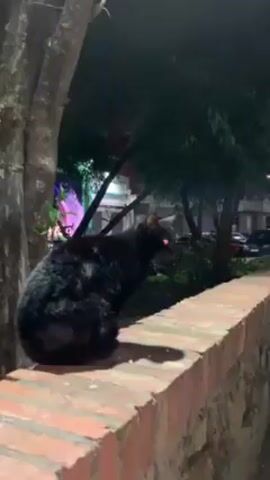 At night, a black cat sits on a low brick wall. It is facing to the right and then looks towards the viewer. The camera pans right to show a street at night, then focuses on a dog that is standing on the grass.