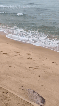Quiet Phú Quốc beach morning with blooming garden nearby