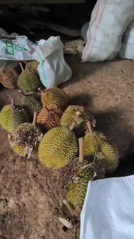 The video shows a pile of durian fruits on the ground, some in bags and some scattered. The fruits are spiky and vary in color from green to yellow and brown. There are white sacks visible in the background. Later in the video, a table is shown with opened durian fruits, durian shells, a knife, and some small fruits that resemble mangosteens. A young child is sitting against a green wooden wall in the background, with some plastic cups and bottles on the table. The ground appears to be dirt or mud.