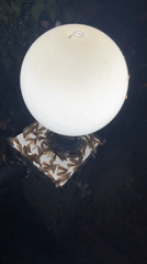 Termite swarm clusters around outdoor light in Ko Samui