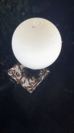 Termite swarm clusters around outdoor light in Ko Samui