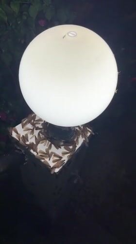 Termite swarm clusters around outdoor light in Ko Samui