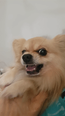 Small fluffy dog recorded lying on back