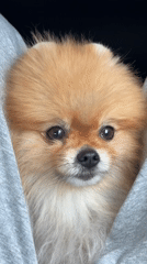Family travels with baby and Pomeranian dog in Obninsk