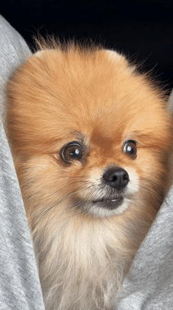 Family travels with baby and Pomeranian dog in Obninsk