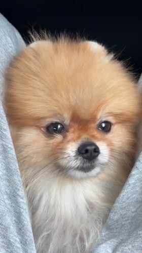 Family travels with baby and Pomeranian dog in Obninsk