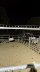 Person sits with donkeys in nighttime enclosure in Coachella