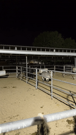 Person sits with donkeys in nighttime enclosure in Coachella