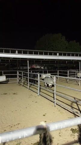 The video shows a fenced enclosure, likely a pen, at night, under artificial lighting. Inside the enclosure are three donkeys, two gray and one black. The enclosure has a sandy floor and is partially covered by a metal roof structure, likely for shade. There is a trough inside the pen, possibly for water or feed. A large tree can be seen in the background against the night sky. The camera is positioned outside the enclosure, with the fence partially visible in the foreground.