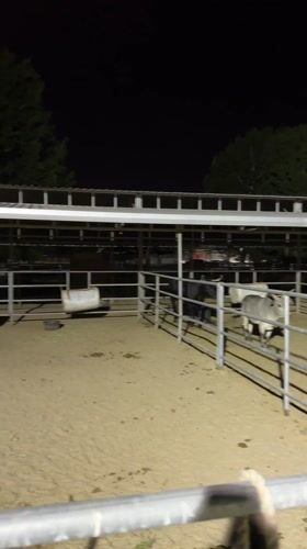 Person sits with donkeys in nighttime enclosure in Coachella