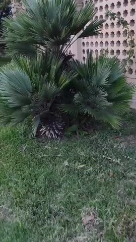 The video shows a medium shot of a palm tree with fronds of varying lengths. The palm tree is situated on a grassy area. To the right of the palm tree, a decorative wall with circular cutouts is visible, suggesting it is part of a building's exterior. In the background, some green foliage and trees can be seen. The lighting indicates it is either early morning or late evening.