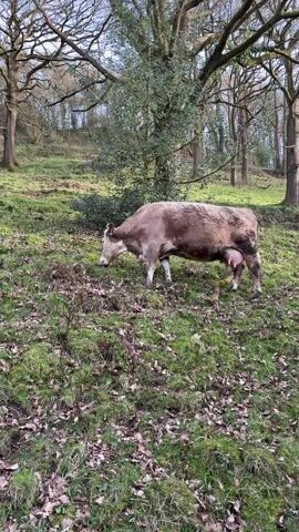 A light brown or tan cow with some lighter markings on its face and legs is grazing in a grassy, wooded area. The cow is facing to the left, with its head down, munching on the vegetation. Its udder is large and pink, indicating it might be a dairy cow or recently calved.

The ground is covered with a mix of green grass and a significant amount of fallen brown leaves, suggesting it might be late autumn or early spring. The terrain appears to be gently sloped, with a slight hill rising behind the cow.

In the background, there are numerous trees. Many of them are deciduous and currently bare, showing their branches against a bright sky. There's also a smaller, bushier tree with green leaves, possibly a holly or an evergreen, located behind the cow. The overall impression is a natural, rural landscape, likely a pasture bordering a forest or a wooded hillside. The lighting suggests it's daytime, possibly overcast, as there are no harsh shadows. The cow slowly moves forward as it grazes.