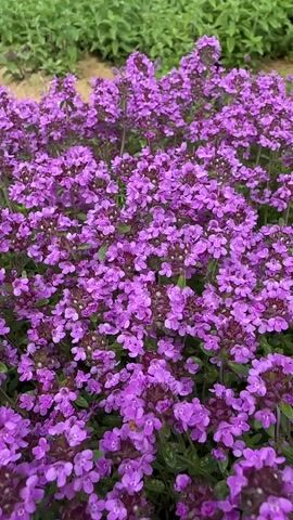 The video shows a close-up, slightly shaky, outdoor shot of a dense patch of flowering thyme. The flowers are small and clustered, in shades of vibrant purple and magenta. The leaves of the thyme are small and green, visible beneath the blooms. In the background, slightly out of focus, are rows of other green plants. The overall impression is of a lush, natural garden or field in bloom.