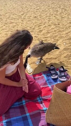 A young woman with long dark hair sits on a colorful beach blanket on a sandy beach, facing a Canadian goose. The woman wears a white crop top and a maroon skirt. Next to her on the blanket are a pair of white flip-flops and a pair of dark sandals. A woven beach bag with pink items inside sits to her right. The goose stands on the sand, looking at the woman. In the background, other beachgoers are visible in the distance on the sand and in the ocean. The scene is lit by bright sunlight.