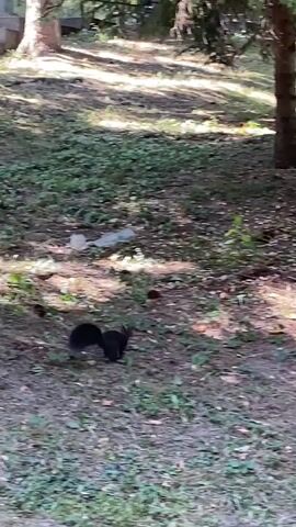 The video shows a black squirrel foraging for food on the ground in a forest. The squirrel is small and furry, with a bushy tail. It is seen digging in the dirt and picking up and eating something small and round. The squirrel is in an area with trees and green grass. The sunlight is dappled, suggesting it is daytime. The squirrel is alone.