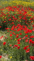 Woman poses in Cyprus wildflower field during spring bloom