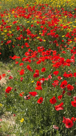 Woman poses in Cyprus wildflower field during spring bloom