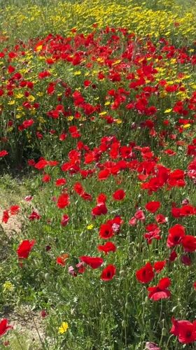 Woman poses in Cyprus wildflower field during spring bloom