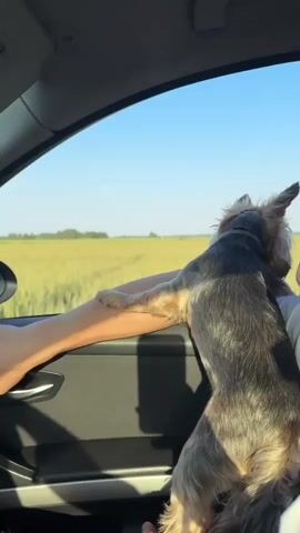 A small Yorkshire Terrier dog is leaning out of a car window, resting its paws on the arm of a person. The dog is facing away from the camera, looking at a bright, sunlit field of tall, golden grass under a clear blue sky. The interior of the car is visible, including the door panel and a handle. The arm of the person is resting on the door frame, and the dog's body is mostly in frame. The scene appears to be a daytime road trip through a rural landscape.