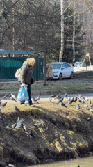 Morning park gathering with pigeon feeding in Dmitrov