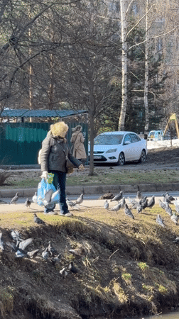 Morning park gathering with pigeon feeding in Dmitrov