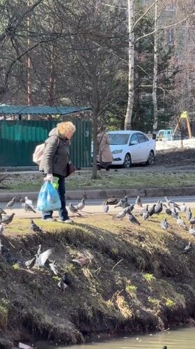 Morning park gathering with pigeon feeding in Dmitrov