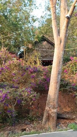 The camera, likely mounted on a moving vehicle, pans from a large, light-colored tree with a security camera attached, to reveal a traditional-style house with a thatched roof. The house is partially obscured by lush vegetation, primarily purple bougainvillea bushes. The camera continues to pan, showing a white metal gate that is open. Red lanterns hang above the gate, leading to a walkway and stairs. The environment appears to be a natural, possibly rural setting, with a mix of landscaping and natural foliage.