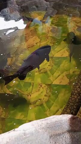 The video shows a close-up, top-down view of a pond or aquarium. Several fish are visible swimming in the murky, greenish-yellow water. One large fish, dark gray with a black head, is in the foreground, swimming to the left. Another dark fish is visible in the background, to the left. A log or branch, textured like scales, lies diagonally in the water on the right side. The bottom of the pond appears to be tiled with large, square, yellowish-green tiles. Rocks are visible along the edge of the water in the upper and lower portions of the frame. There are small bubbles on the surface of the water.
