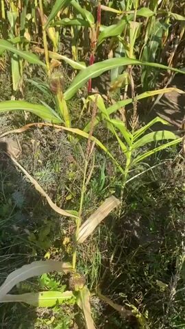The video shows a close-up view of a cornfield on a sunny day. Lush green corn stalks with broad leaves dominate the frame, with some stalks exhibiting reddish-purple hues near the base. The ground is covered in dry grass and soil. In the center of the video, a hand wearing a grey and black checkered sleeve reaches out and gently touches a developing ear of corn. The corn husk is partially open, revealing the silky tassels. The hand then moves to another corn stalk, grasping a younger ear of corn. The camera angle shifts slightly throughout, offering a ground-level perspective of the plants.