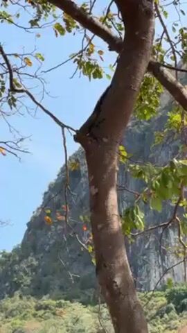 The video shows a squirrel descending a tree trunk in a natural outdoor setting. The tree has a smooth, brown trunk and branches with green leaves and some orange or yellow leaves. Behind the tree, a rocky mountain covered in green vegetation is visible under a bright, clear blue sky. The squirrel, which is light brown or tan, moves down the trunk headfirst.