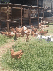 Farm animals documented foraging in rural Nairobi setting