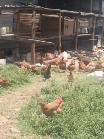 Farm animals documented foraging in rural Nairobi setting
