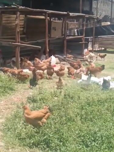 Farm animals documented foraging in rural Nairobi setting