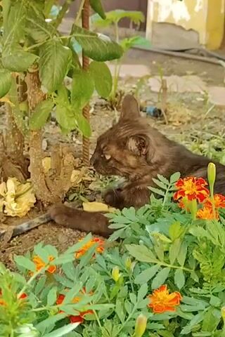 A brown cat is resting amongst green plants and orange flowers. The cat is facing to the left, with its ears perked up. The cat is lying down with its paws tucked underneath its body. The cat's eyes are open and looking to the left. The cat's fur is dark brown and appears to be somewhat matted. The cat's tail is visible and is also brown.

The plants surrounding the cat are green and leafy. There are also several orange flowers with red accents, which appear to be marigolds, scattered amongst the greenery. The ground is covered in dirt and a few fallen leaves. In the background, there is a building with a yellow and white facade, and some other plants. The sun appears to be shining, as there are shadows cast on the ground. The overall scene suggests a warm, sunny day in a garden or yard. The cat appears relaxed and comfortable in its surroundings.

The image is static and there is no discernible text. The time of day is likely daytime given the sunlight and shadows. The location cues such as the building and plants are general and do not provide specific identifying information about Mykolaiv, Ukraine. The emotion conveyed is one of peace and tranquility.