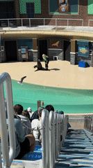 Evening marine park visit captures sea lion show, flamingo exhibit