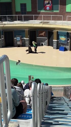 Evening marine park visit captures sea lion show, flamingo exhibit