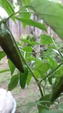 The video pans across a plant with several green chili peppers. The peppers are oblong and appear to be ripening. The plant is in an outdoor setting, with green leaves and a blurred background of what appears to be a fence and grass. There are no people or animals visible in the video. The lighting is natural, suggesting it was filmed during the daytime.