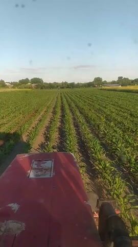 A first-person perspective video shows a tractor driving through a field of young corn crops under a clear blue sky. The red tractor is in the foreground, with its hood and engine area visible. Rows of green corn stalks stretch out in front of the tractor, extending towards a distant treeline and a few buildings. The sun is shining, casting shadows on the field. The tractor appears to be moving at a steady pace, cultivating or tending to the crops.