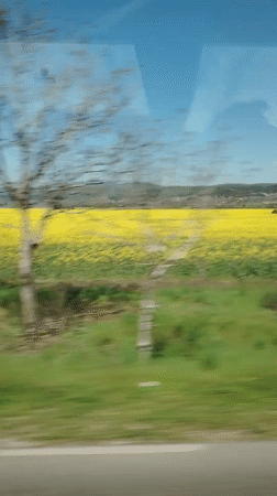 Spring blooms create yellow landscape near Bulgarian village