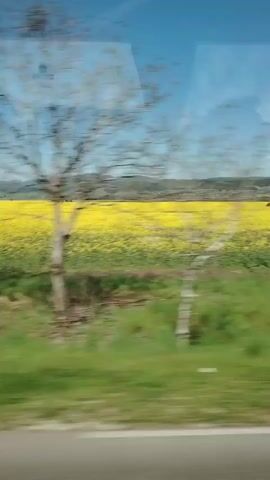 The video shows a landscape viewed from a moving vehicle. A vibrant yellow field dominates the scene, likely filled with flowering plants. In the foreground, a thin tree stands with bare branches. Green grass lines the edge of the field, and a blue sky with some clouds is visible above. The movement of the vehicle causes blurring in the video.