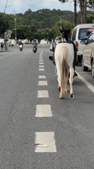 Man leads horse on motorbike through Da Lat streets