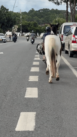 Man leads horse on motorbike through Da Lat streets
